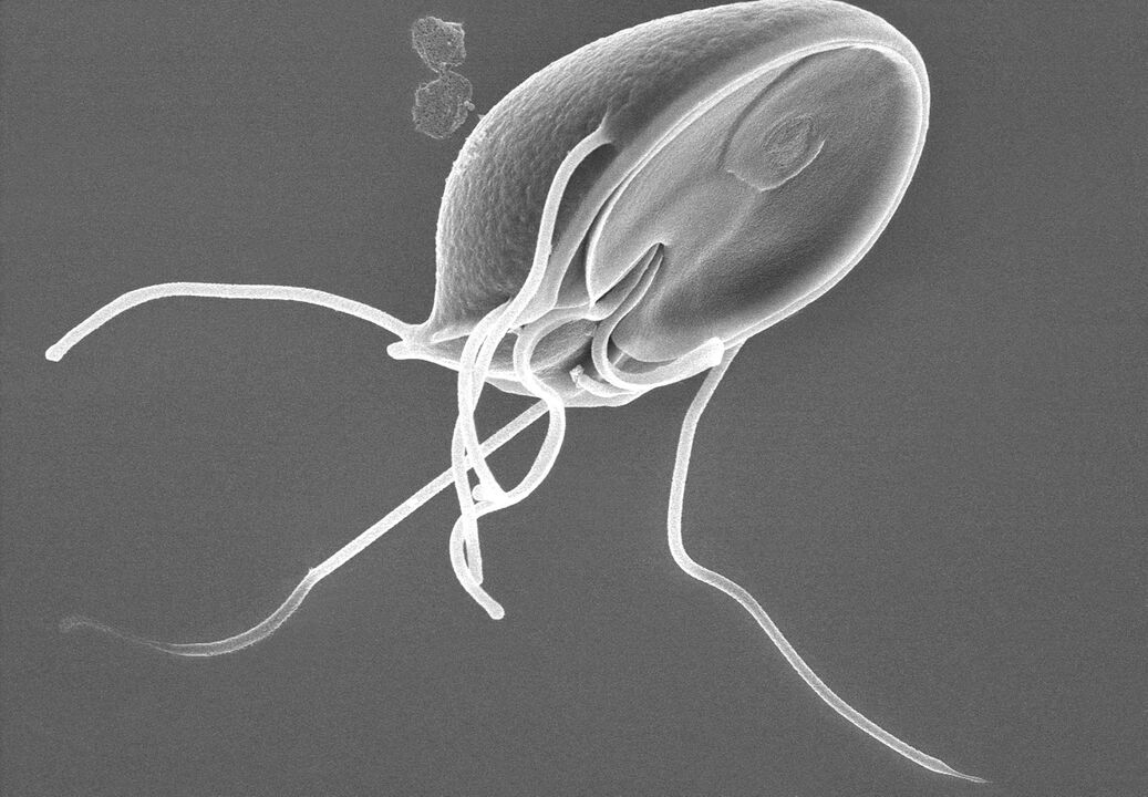 Giardia v lidském těle